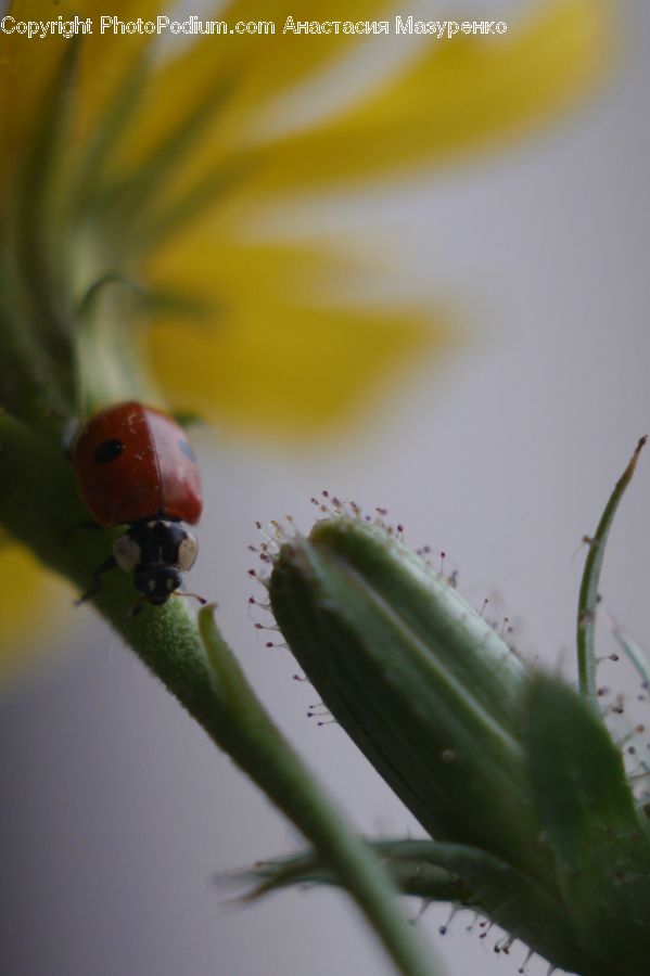 Ant, Insect, Invertebrate, Cactus, Plant, Worm, Aphid