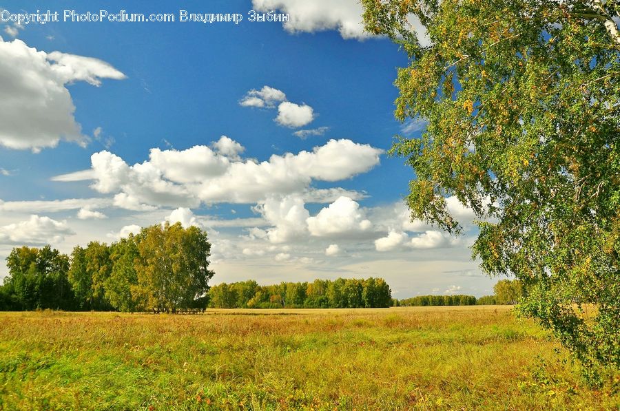 Field, Grass, Grassland, Meadow, Outdoors, Pasture, Oak