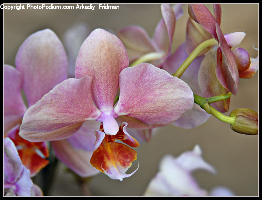 Blossom, Flora, Flower, Orchid, Plant, Petal, Geranium
