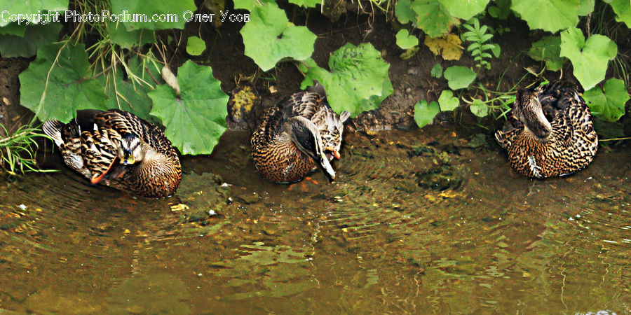 Bird, Duck, Teal, Waterfowl, Grouse, Partridge, Plant