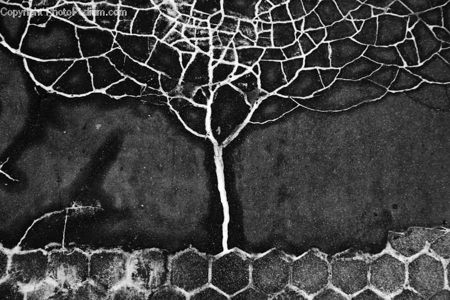 Ivy, Plant, Vine, Asphalt, Tarmac, Veins