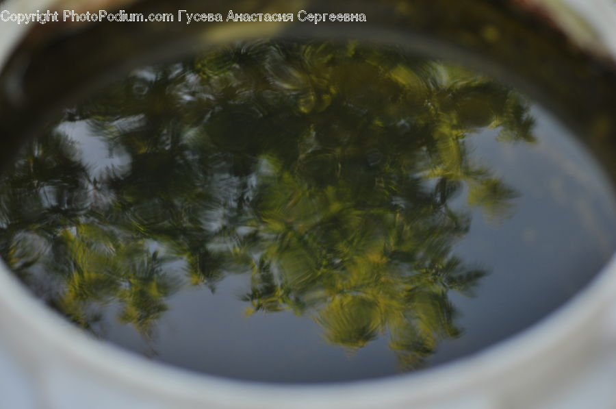 Land, Marsh, Pond, Swamp, Water, Bowl, Dish