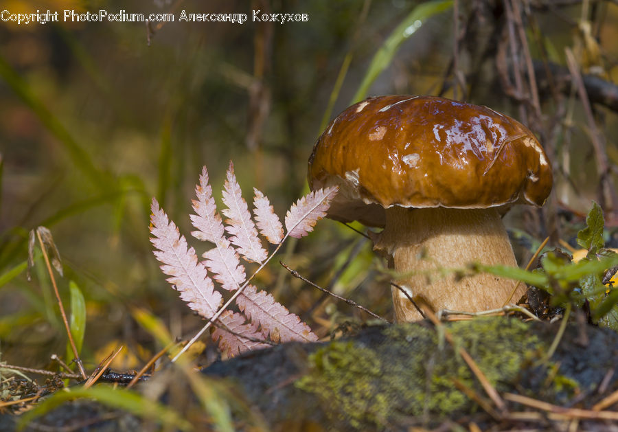 Agaric, Amanita, Fungus, Mushroom, Plant, Weed, Conifer