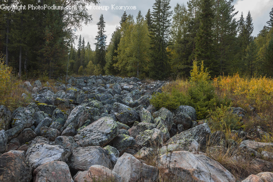 Rock, Bush, Plant, Vegetation, Creek, Outdoors, River