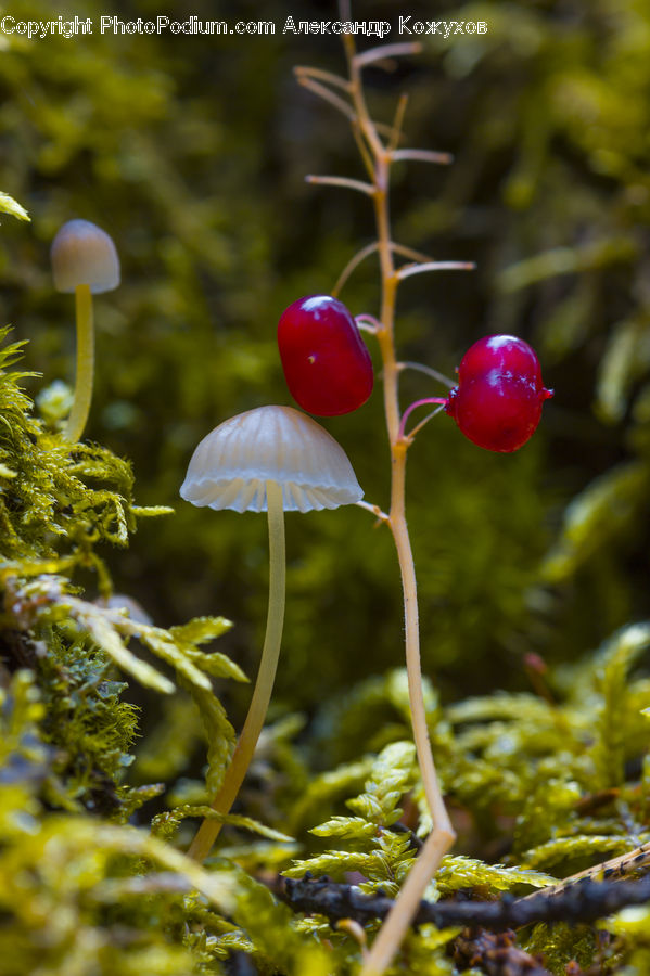Agaric, Mushroom, Plant, Moss, Amanita, Fungus, Cherry