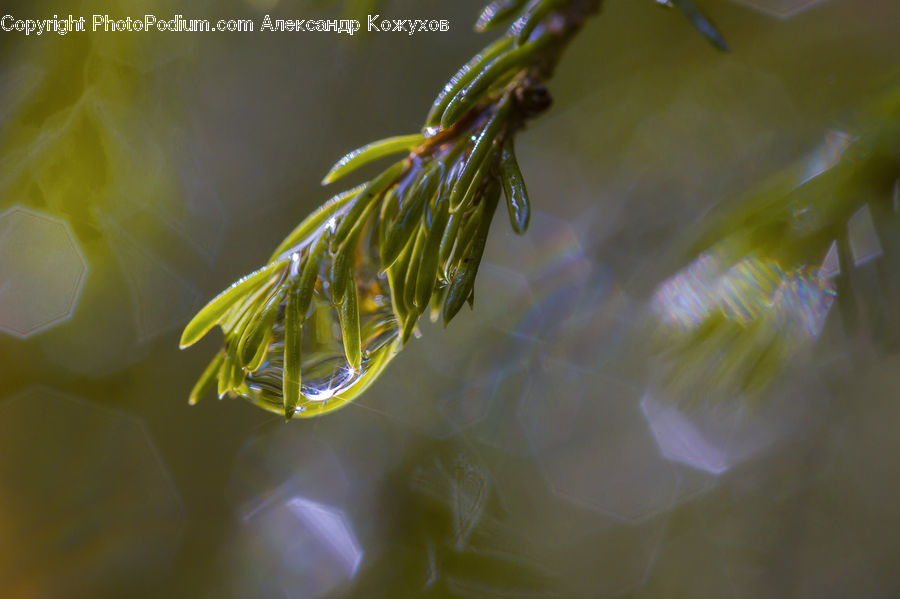 Dill, Plant, Conifer, Fir, Tree, Moss, Blossom