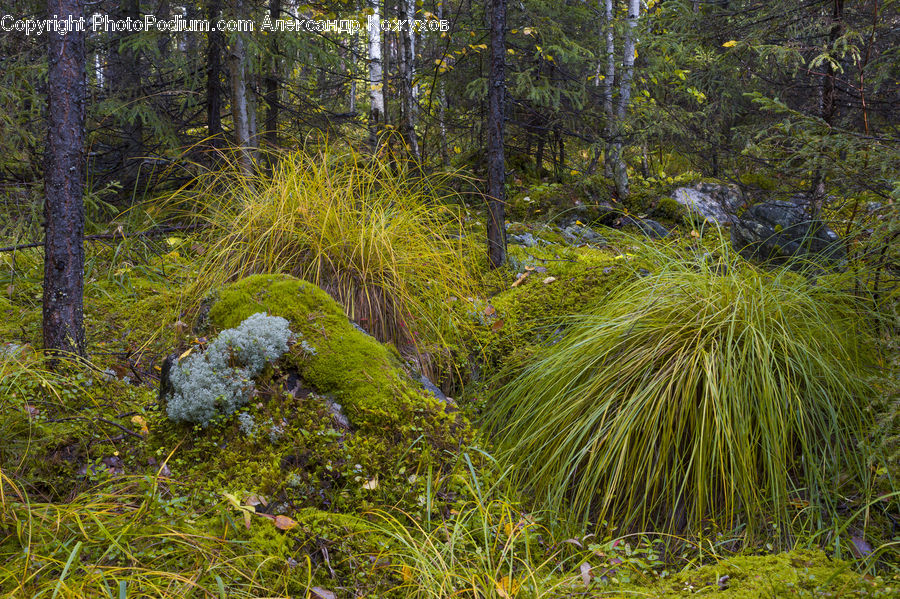 Conifer, Fir, Plant, Tree, Bush, Vegetation, Moss
