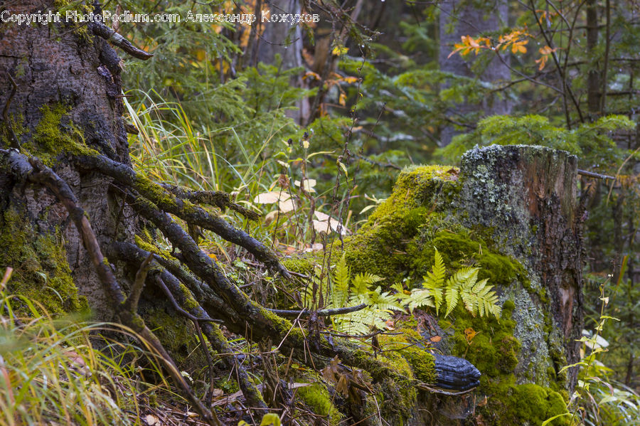Forest, Jungle, Rainforest, Vegetation, Conifer, Fir, Plant
