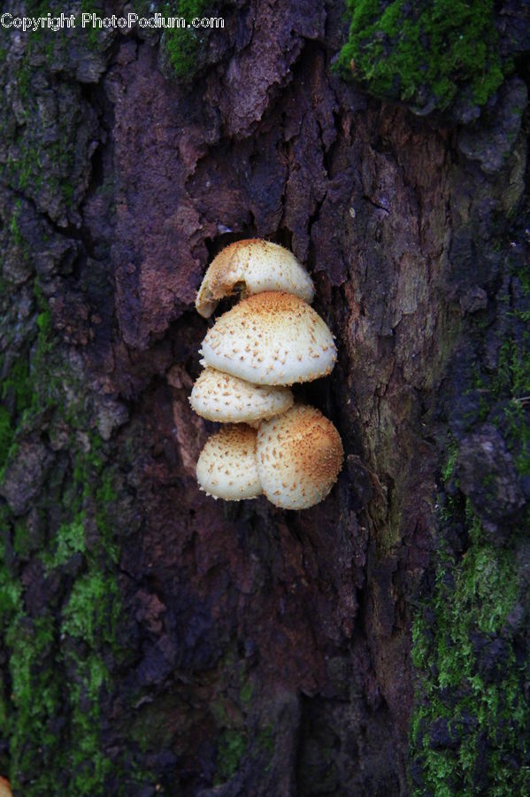Agaric, Amanita, Fungus, Mushroom, Plant, Ivy, Vine