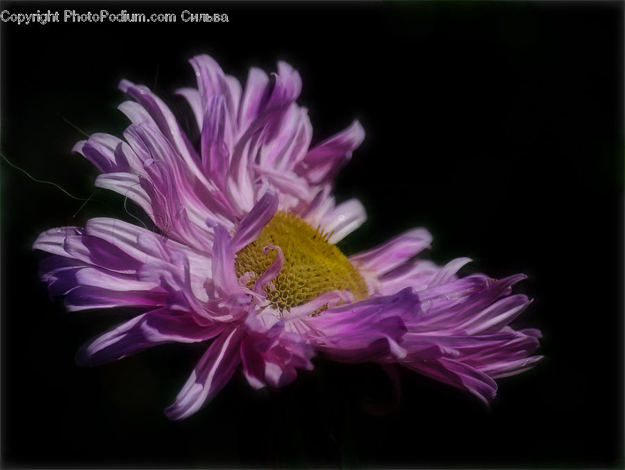 Blossom, Flora, Flower, Plant, Daisies, Daisy, Dahlia