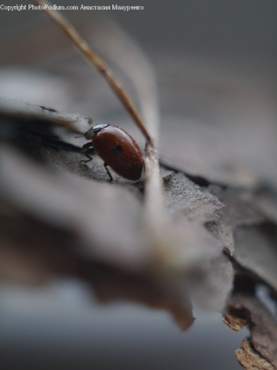 Ant, Insect, Invertebrate, Cockroach, Tick, Arachnid, Garden Spider