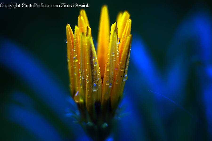 Blossom, Crocus, Flora, Flower, Plant, Pollen, Field