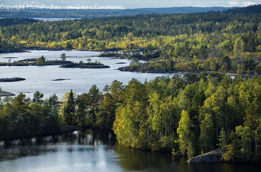 Forest, Vegetation, Jungle, Rainforest, Conifer, Fir, Plant