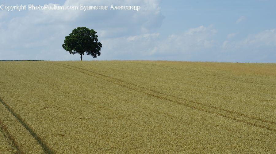 Plant, Tree, Oak, Wood, Field, Grass, Grassland