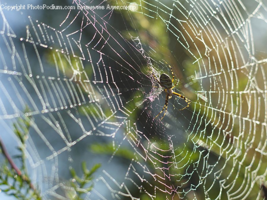 Arachnid, Garden Spider, Insect, Invertebrate, Spider