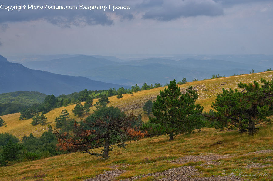 Field, Grass, Grassland, Land, Outdoors, Countryside, Hill