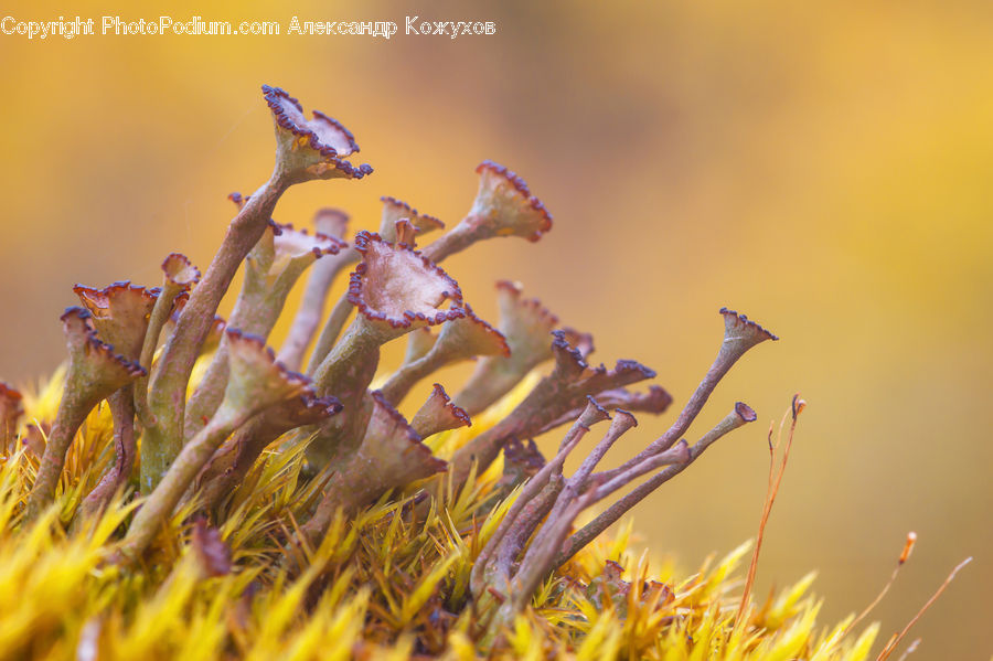 Mammal, Sea Life, Seahorse, Moss, Plant, Blossom, Flora