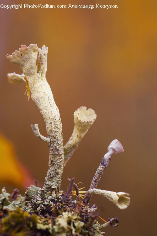 Mammal, Sea Life, Seahorse, Blossom, Flora, Flower, Plant