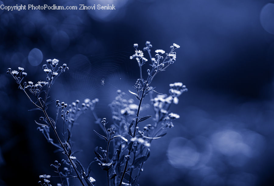 Plant, Weed, Frost, Ice, Outdoors, Snow, Blossom