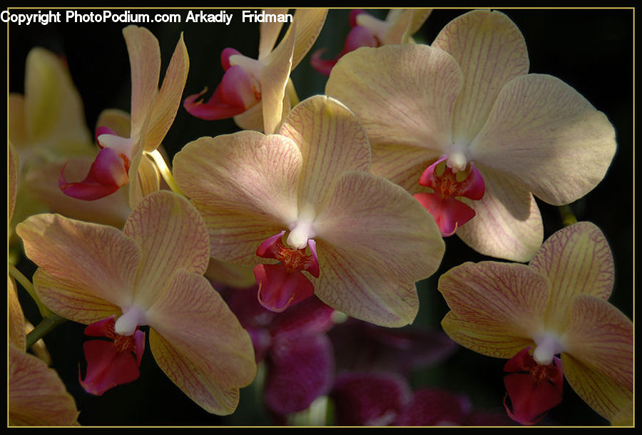 Blossom, Flora, Flower, Orchid, Plant, Gladiolus, Lily