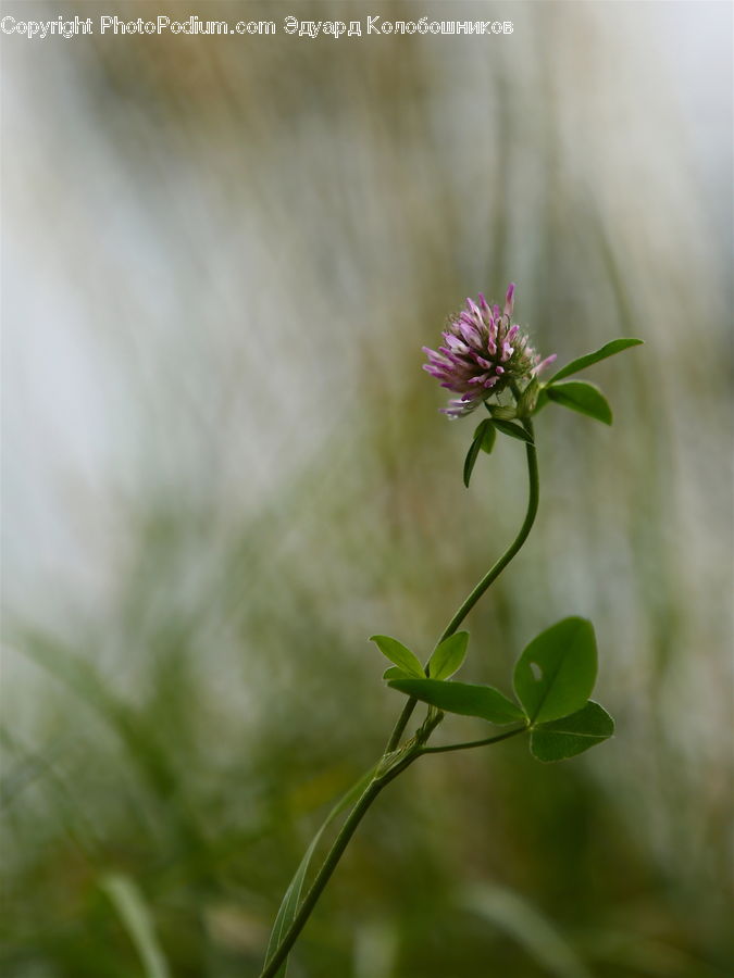 Blossom, Flora, Flower, Geranium, Plant, Allium, Asteraceae