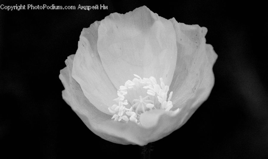 Blossom, Flower, Peony, Plant, Flora, Poppy, Pollen