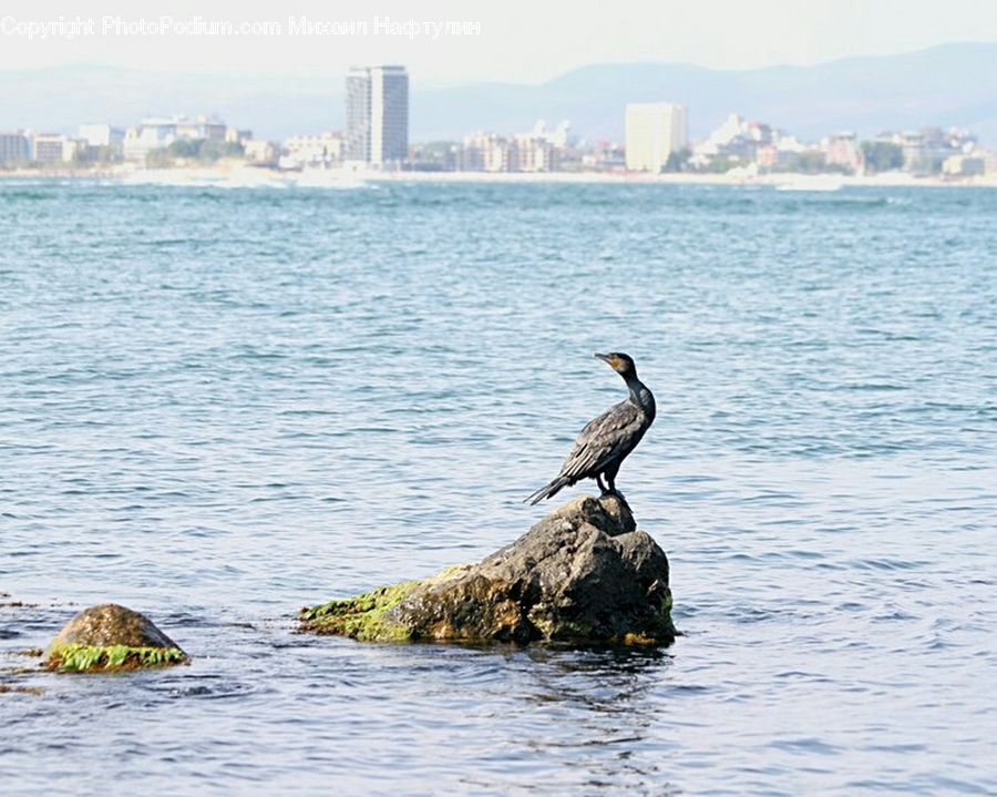 Bird, Cormorant, Waterfowl, Animal, Fish, Mammal, Sea Life