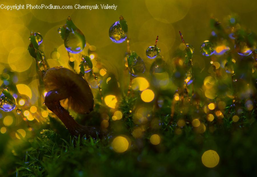 Bubble, Moss, Plant, Sea Life, Aquatic, Water, Blossom