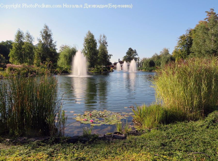 Outdoors, Pond, Water, Plant, Vegetation, Flower, Lily