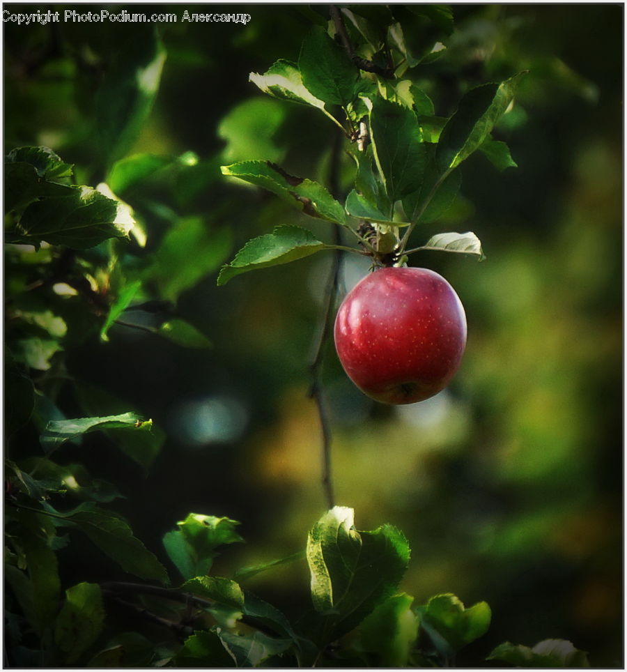Apple, Fruit, Cherry, Bud, Plant, Blossom, Flora