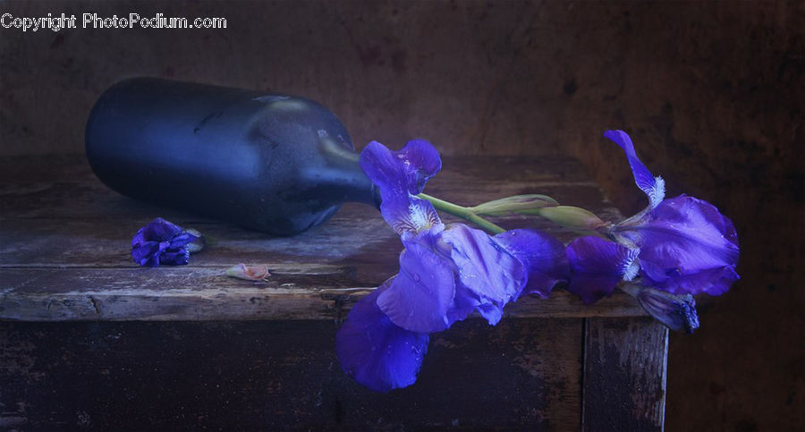 Blossom, Flora, Flower, Geranium, Plant, Crocus, Iris