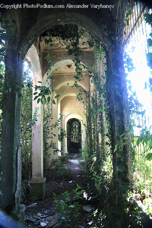 Corridor, Ivy, Plant, Vine, Patio, Soil, Column