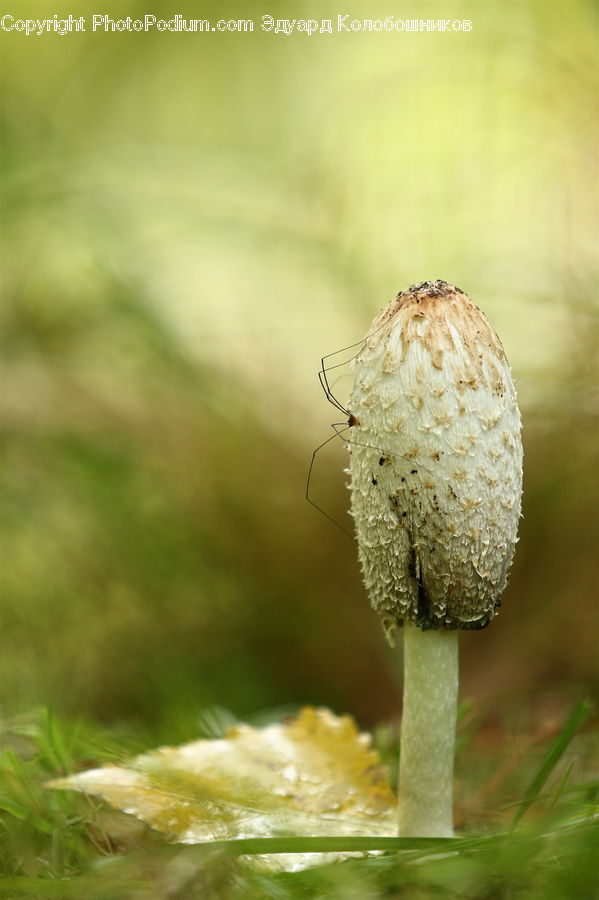Agaric, Amanita, Fungus, Mushroom, Plant, Moss, Algae