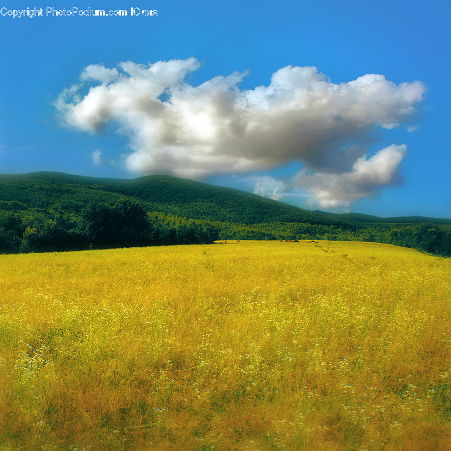 Field, Grass, Grassland, Land, Outdoors, Meadow, Pasture