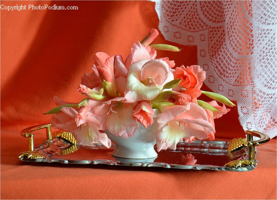 Blossom, Flora, Flower, Petal, Plant, Gift, Amaryllis