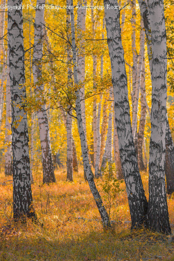 Birch, Tree, Wood, Field, Grass, Grassland, Plant