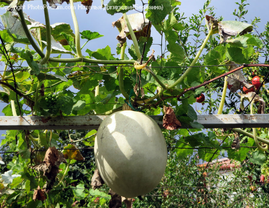 Gourd, Produce, Vegetable, Plant, Vine, Countryside, Farm