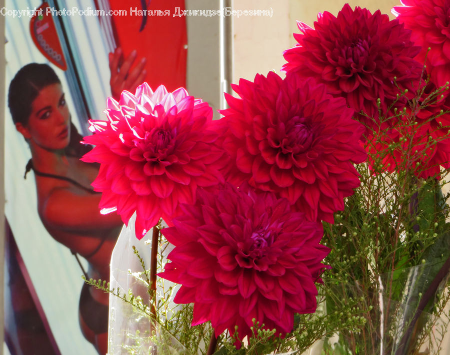 Flower, Flower Arrangement, Flower Bouquet, Plant, Blossom, Flora, Dahlia