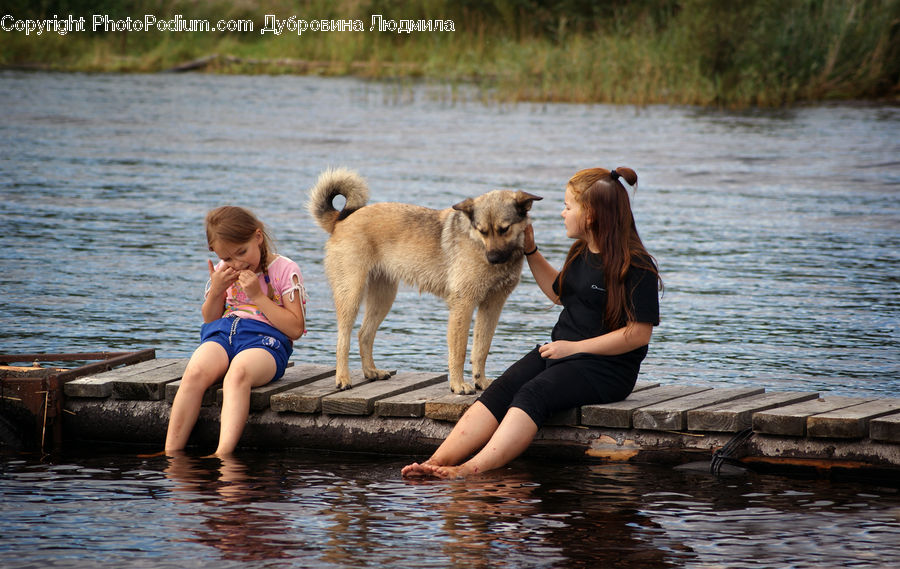 People, Person, Human, Animal, Canine, Dog, Golden Retriever