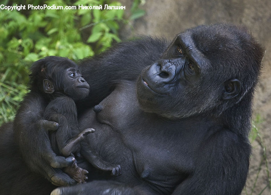Animal, Gorilla, Mammal, Monkey