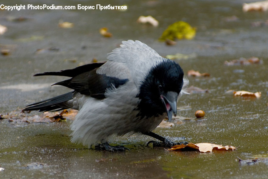 Bird, Blackbird, Crow, Beak, Eating