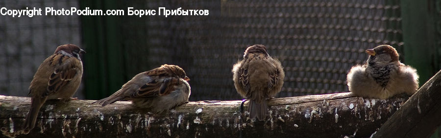 Bird, Sparrow, Buzzard, Harrier, Hawk, Vulture, Finch