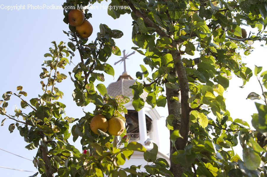 Citrus Fruit, Fruit, Orange, Grapes, Plant, Vine, Grapefruit