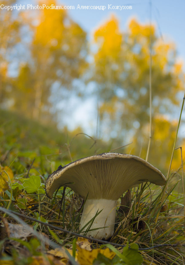 Agaric, Amanita, Fungus, Mushroom, Plant, Field, Grass