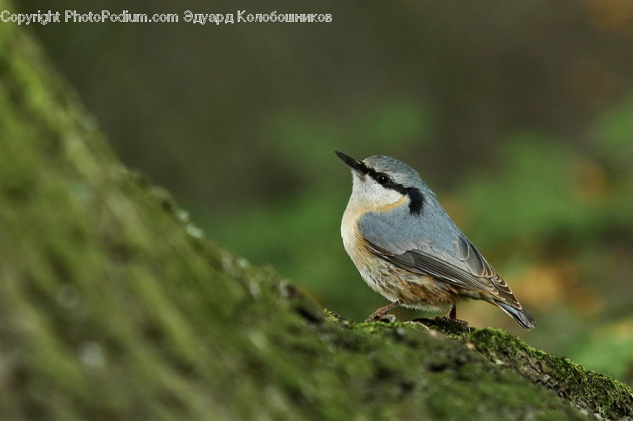 Bird, Wren, Beak, Field, Grass, Grassland, Plant