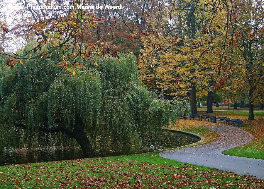 Bench, Conifer, Fir, Plant, Tree, Yard, Park