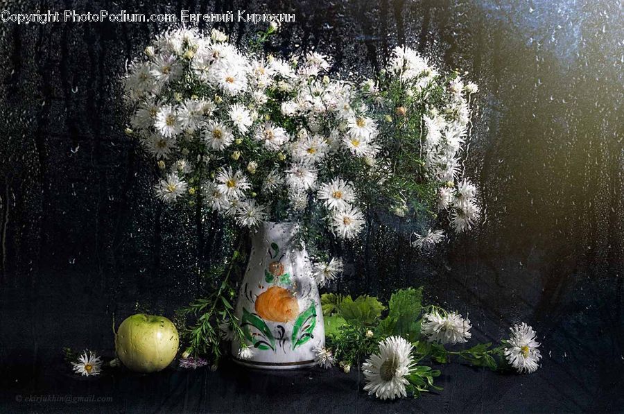 Plant, Potted Plant, Birch, Tree, Wood, Ivy, Vine