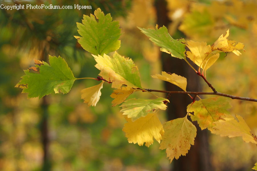 Plant, Vine, Blossom, Flora, Flower, Birch, Tree