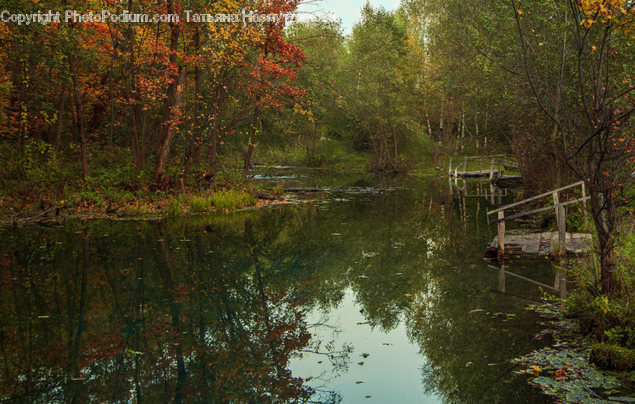 Outdoors, Pond, Water, Land, Marsh, Swamp, Forest