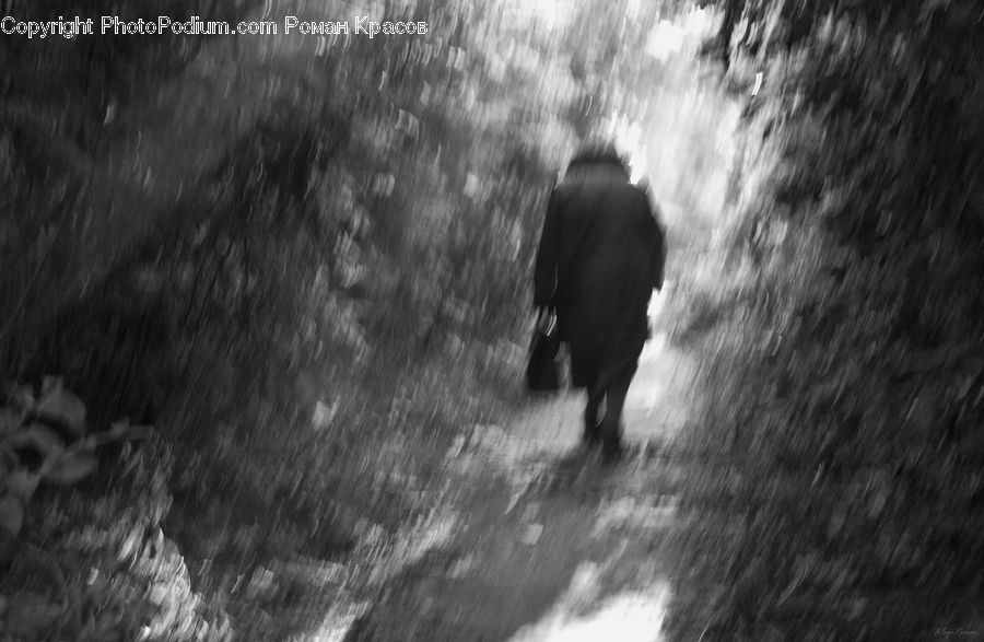 Path, Trail, Forest, Vegetation, Night, Outdoors, Ground